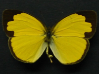 Adult Male Upper of Large Grass-yellow - Eurema hecabe hecabe